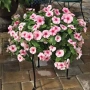 🌸🩷🌸 Каскадна винка (Vinca Darling Cascade Strawberry), снимка 1