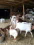 Продавам кози - СПЕШНО, снимка 5