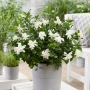Гарденията (Gardenia jasminoides), снимка 2