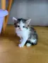Ангорско Котенце + Доставка 50 евро, снимка 8