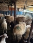 Продавам млади овце , снимка 2