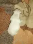 Кученце пикинез, снимка 3