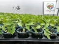 Разсад - домати, пипер, краставици, снимка 7