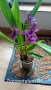 Ароматна орхидея Zygopetalum с цвят, снимка 1