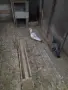 Продавам пощенски гълъб , снимка 2