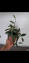 Хоя, hoya Rosita, снимка 1