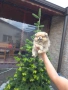 Померан - pomeranian, снимка 1