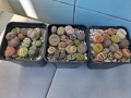 Живи камъчета - Lithops, снимка 4