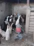 Индийски бегач, неми патици,гъски,холандска качулата,пуйки и мини кохини, снимка 4
