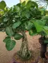 Фикус Ficus benghalensis, снимка 2