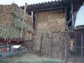 Продавам бали овес и грах, снимка 2