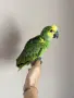 Ръчно хранена Синьочела Амазона, снимка 1