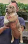Американско були ХЛ /American bully XL, снимка 11
