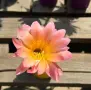 Цъфтящи Кактуси Echinopsis Hybrid омбре преливащи се цветове , снимка 13