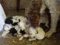 Чистокръвни Лагото Романьоло, снимка 1
