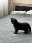 Малки шотландски котенца, снимка 7