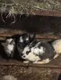 Продавам здрави зайци от породата Чинчила. Разполагам с малки, подрастващи и възрастни екземпляри, снимка 2