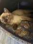 Колор пойнт котета , снимка 3