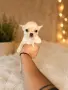 Чихуахуа момченца, снимка 1