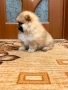 ПОМЕРАНЧЕ МОМИЧЕ, снимка 2