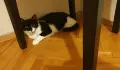 Прекрасна маца преживя много - търсим нов дом, снимка 15