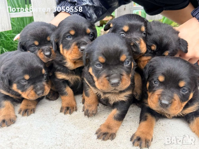 Ротвайлер , снимка 2 - Ротвайлер - 54254895
