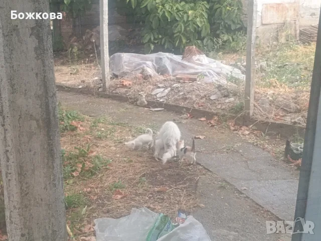 продавам 4  бели сиамски котенца