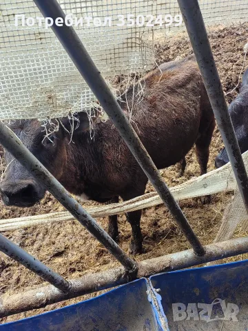 телета жески 2бр абардин, снимка 3 - Крави - 55511146