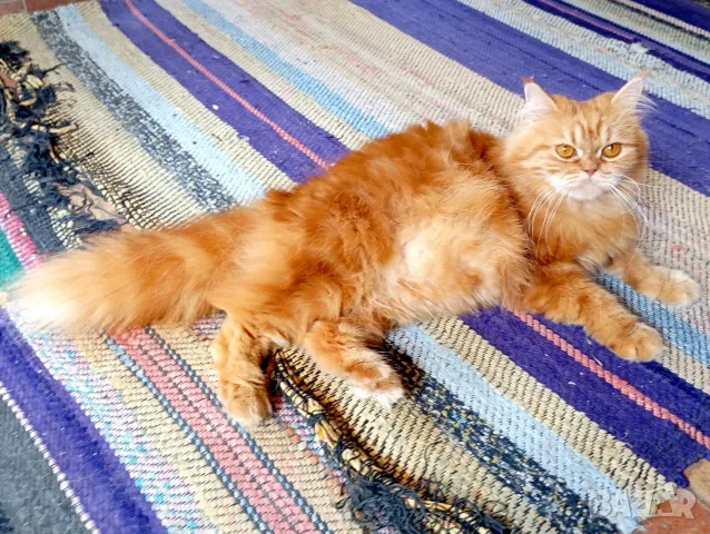 Котката ТЪРСИ Риж, дългокосмест котарак за партньор 🐾 , снимка 3 - Търси партньор - 55337479