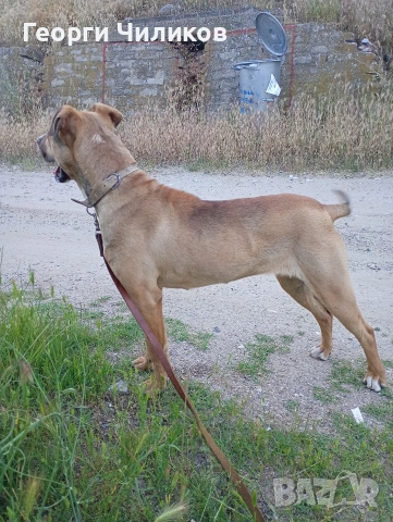 Питбул, снимка 3 - Питбул - 54581691