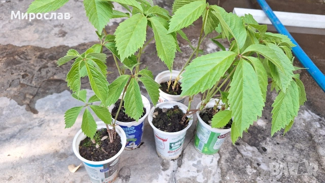 Продавам растения Дива лоза (Parthenocissus quinquefolia)