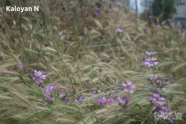 Обектив Tokina 19-35mm f/3.5-4.5 за Canon EOS / EF байонет, снимка 6 - Обективи и филтри - 54777085