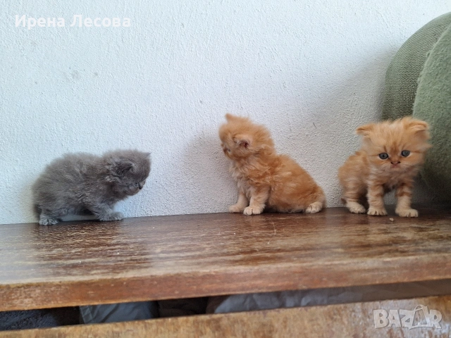 Персийски котенца, снимка 4 - Персийска - 38412283