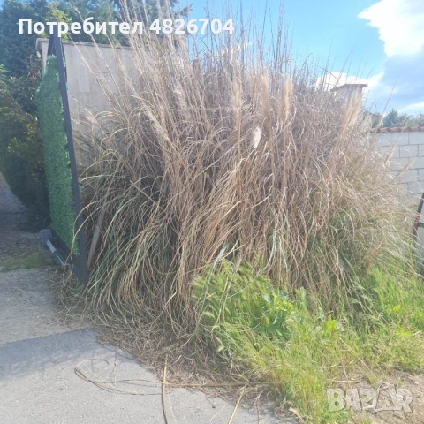 косене на трева оформене на храсти , снимка 6 - Градински цветя и растения - 54718971