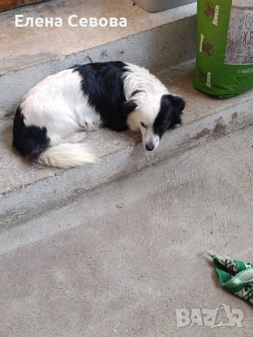 Продавам малки кученца , снимка 4 - Други - 54178207