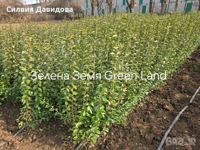 Лигуструм на гол корен, снимка 12 - Градински цветя и растения - 52189521