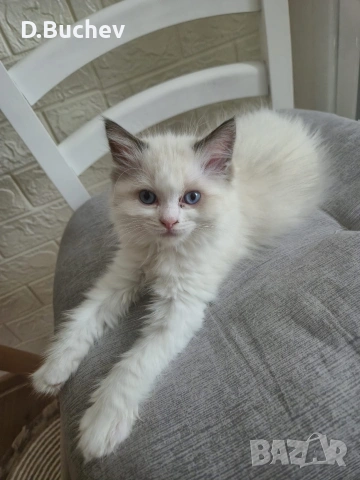 Ragdoll Cats / Регдол Котенца , снимка 10 - Други - 54549671