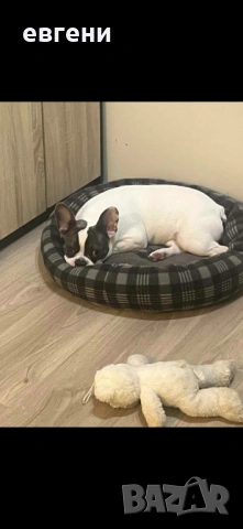 Продава се  Френски булдог- момиче, снимка 7 - Френски булдог - 54209135