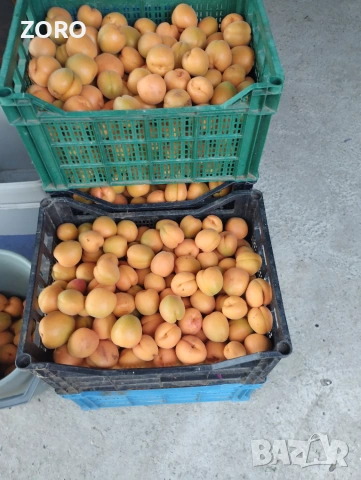 Продавам кайсии за компот 