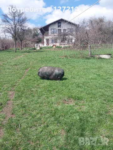 виетнамски прасенца, снимка 6 - Прасета - 55537621