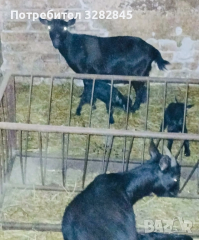 Мини кози //камерунски//