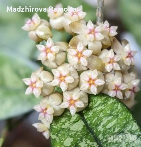 Hoya Хоя Crassipetiolata Splash 