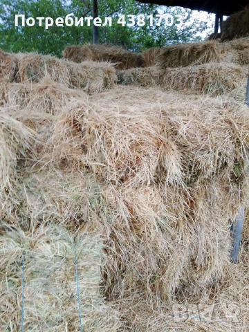 Продавам малкиБали люцерна, първи откос