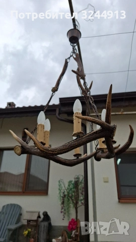 Красив полилей от еленски рога , снимка 7 - Полилеи - 54169100