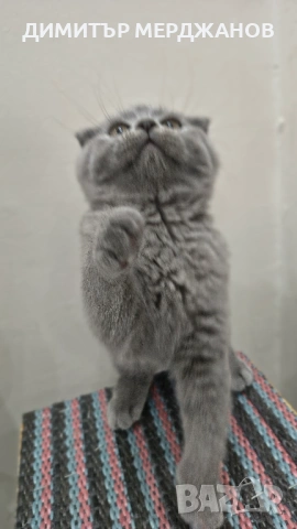 Шотландско Клепоухо