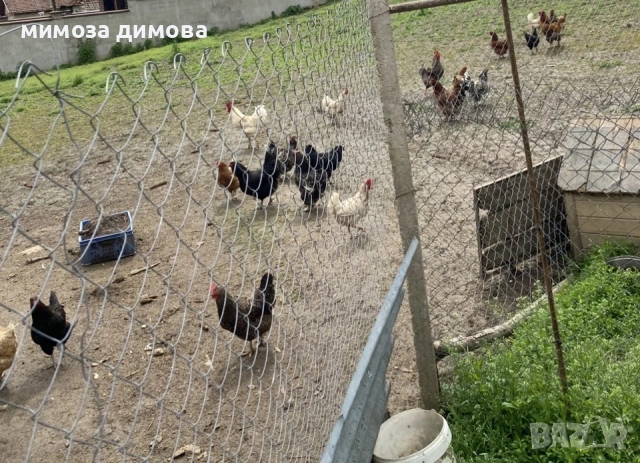 Пилета 50 дни, снимка 5 - Кокошки и пуйки - 54586377