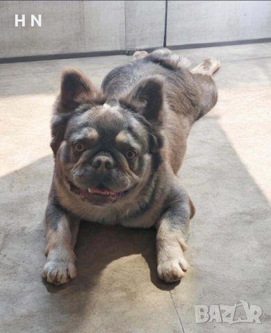 Френски булдог - флъфи - мъжки