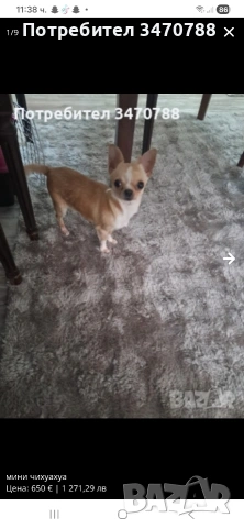 чихуахуа, снимка 4 - Чихуахуа - 54288643