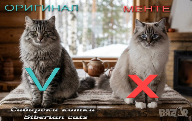 Писмени консултации за котки, котета и котараци, научни статии за публични издания