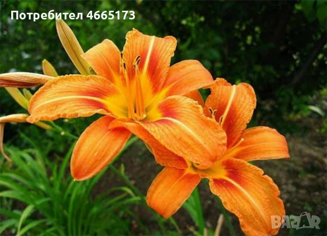 Хемерокалис , снимка 2 - Градински цветя и растения - 54530731